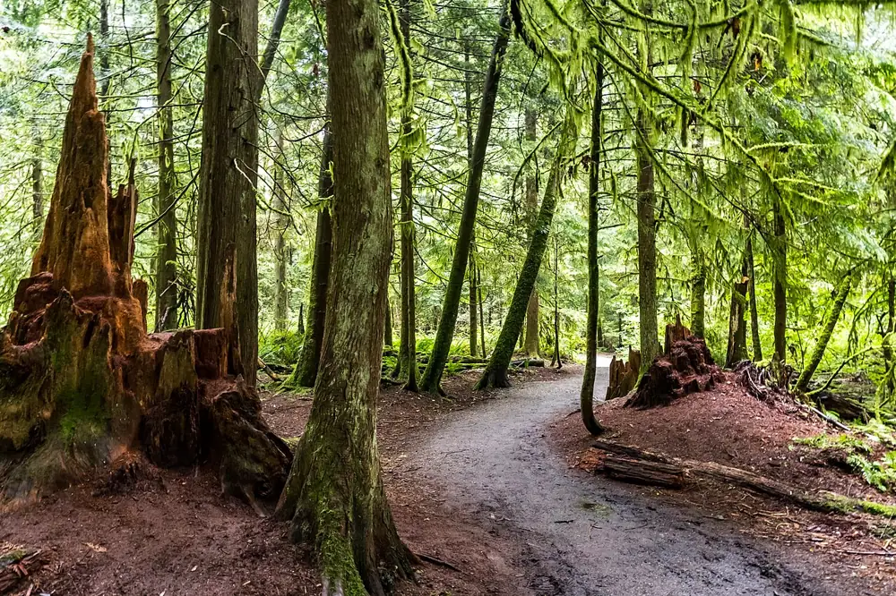 Forest trail in Pacific Spirit Regional Park, Vancouver